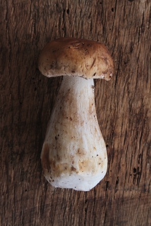 wild porcini mushroomsの写真素材