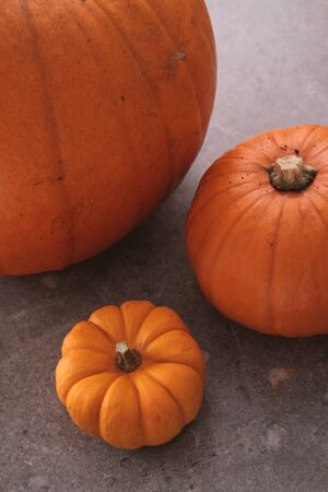 pumpkin selectionの写真素材