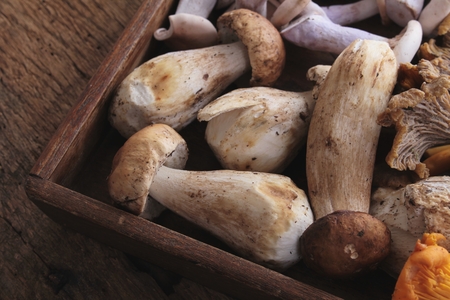 wild mushroom selectionの写真素材