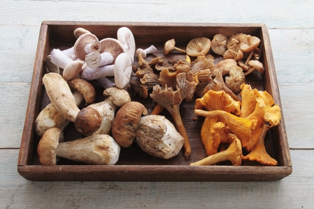 wild mushroom selectionの写真素材