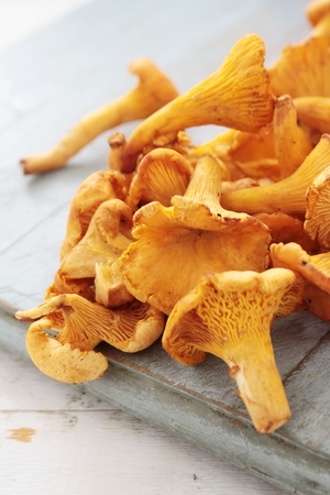 wild chanterelle mushroomsの写真素材