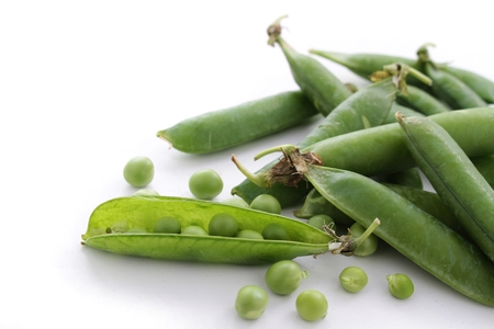 fresh garden peas in podの写真素材