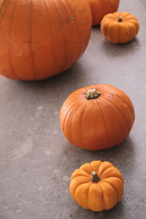 pumpkin selectionの写真素材