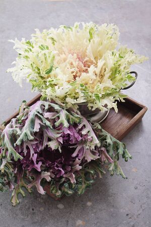 kale variegated varietyの写真素材