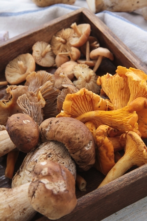 wild mushroom selectionの写真素材