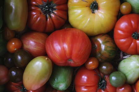 fresh tomatoesの写真素材
