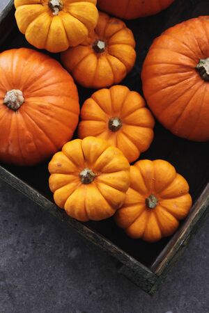 pumpkin selectionの写真素材