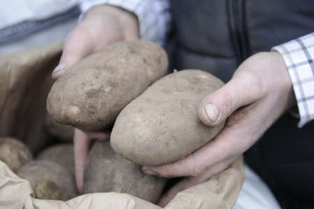 fresh harvested potatoesの写真素材