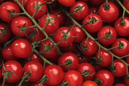 vine tomato backgroundの写真素材