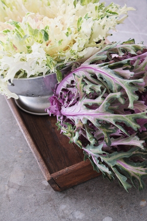 kale variegated varietyの写真素材