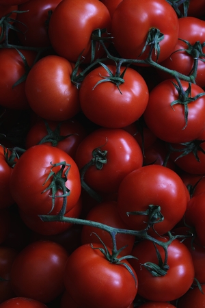 fresh tomatoesの写真素材