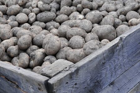 fresh harvested potatoesの写真素材
