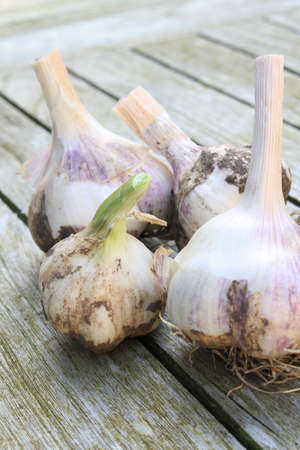 fresh harvested garlic bulbの写真素材