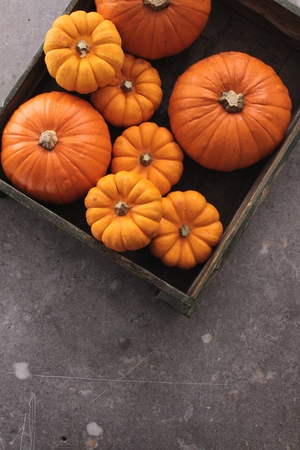 pumpkin selectionの写真素材