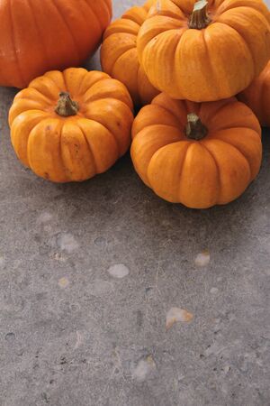pumpkin selectionの写真素材