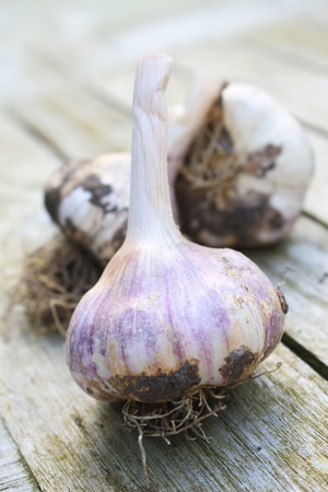 garlic cloves on woodの写真素材