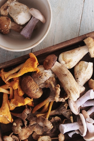 wild mushroom selectionの写真素材