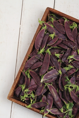 fresh purple mangetoutの写真素材