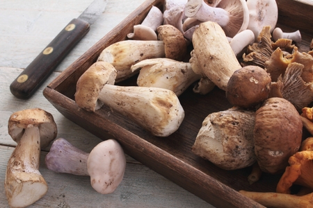 wild mushroom selectionの写真素材
