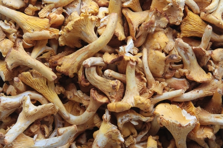 wild mushroom backgroundの写真素材