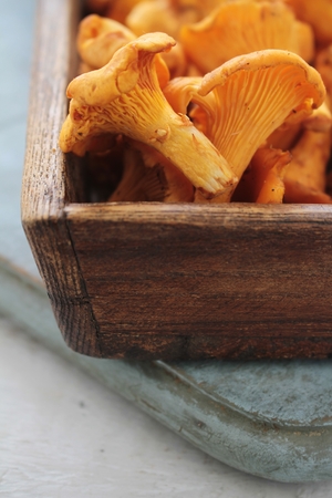 wild chanterelle mushroomsの写真素材