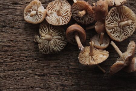 wild mushroom backgroundの写真素材