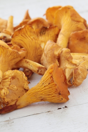 wild chanterelle mushroomsの写真素材