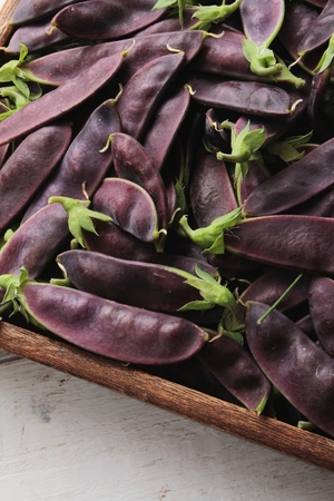 fresh purple mangetoutの写真素材