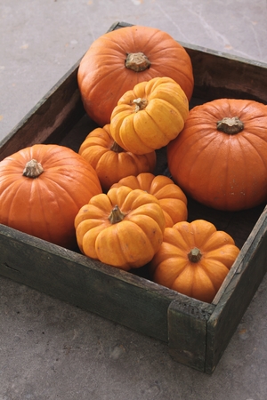 pumpkin selectionの写真素材