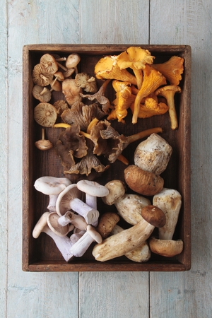 wild mushroom selectionの写真素材