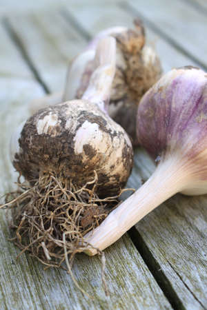 fresh harvested garlic bulbの写真素材