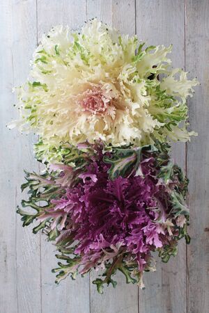 kale variegated varietyの写真素材