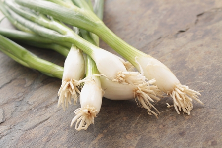 fresh spring onions on slateの写真素材