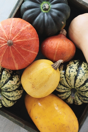 squash vegetable selectionの写真素材