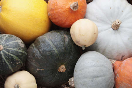 squash pumpkin selectionの写真素材
