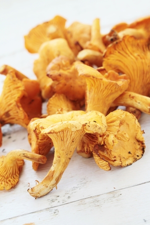 wild chanterelle mushroomsの写真素材