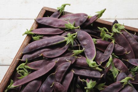fresh purple mangetoutの写真素材