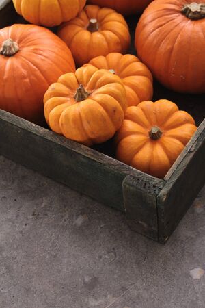 pumpkin selectionの写真素材