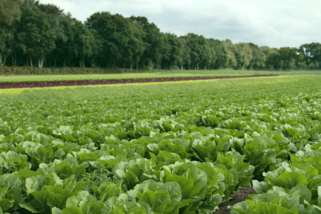 lettuce growing in fieldの写真素材