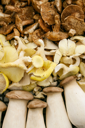 wild mushroom selectionの写真素材