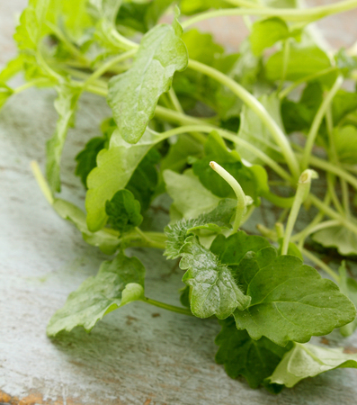 herb lemon balmの写真素材