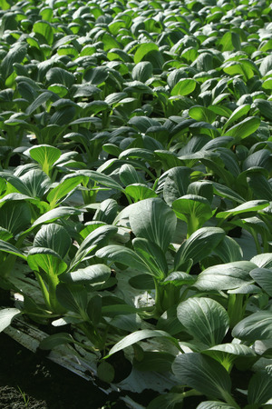 boc choi pac choi vegetableの写真素材