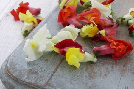 edible snapdraggon flowersの写真素材