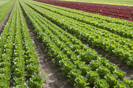 lettuce growing in fieldの写真素材