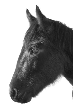 Wild Mustang Horse in the Nevada desert.の写真素材