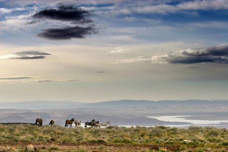 Wild Mustang Horse in the Nevada desert.の写真素材