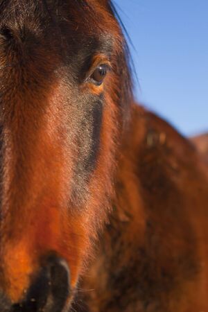 Wild Mustang Horse in the Nevada desert.の写真素材