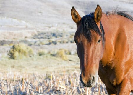 Wild Mustang Horse in the Nevada desert.の写真素材