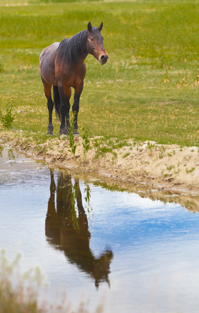 Wild Mustang Horse in the Nevada desert.の写真素材