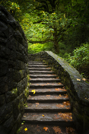 Stairway leading into lit trees with fall leaves.
